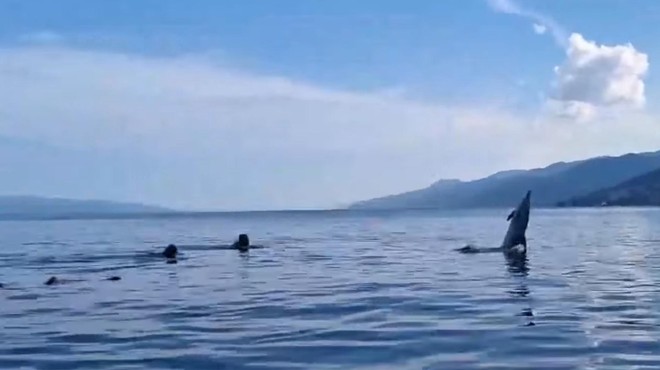 VIDEO: Radoživi delfin Zlatko se že več kot mesec dni druži s kopalci v hrvaškem zalivu (foto: Facebook/Poduckun/posnetek zaslona)