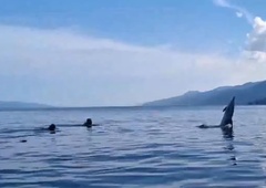 VIDEO: Radoživi delfin Zlatko se že več kot mesec dni druži s kopalci v hrvaškem zalivu