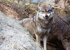 Odločitev je padla: ministrstvo odobrilo odstrel volkov