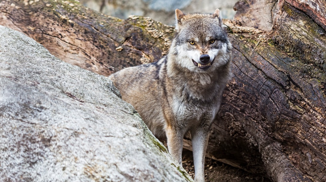 Odločitev je padla: ministrstvo odobrilo odstrel volkov (foto: Profimedia)