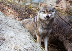V slovenski občini volk poklal več deset ovc: kmetje opozarjajo, da lahko zaradi napadov trpi turizem