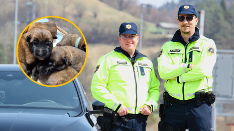 Policistom bodo pri delu pomagali najboljši prijatelji: poglejte si te kosmate kepice (FOTO)