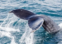 Kdo bi si mislil: v naplavljenem kitu našli zaklad vreden pol milijona evrov