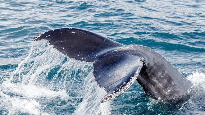 Kdo bi si mislil: v naplavljenem kitu našli zaklad vreden pol milijona evrov (foto: Profimedia)