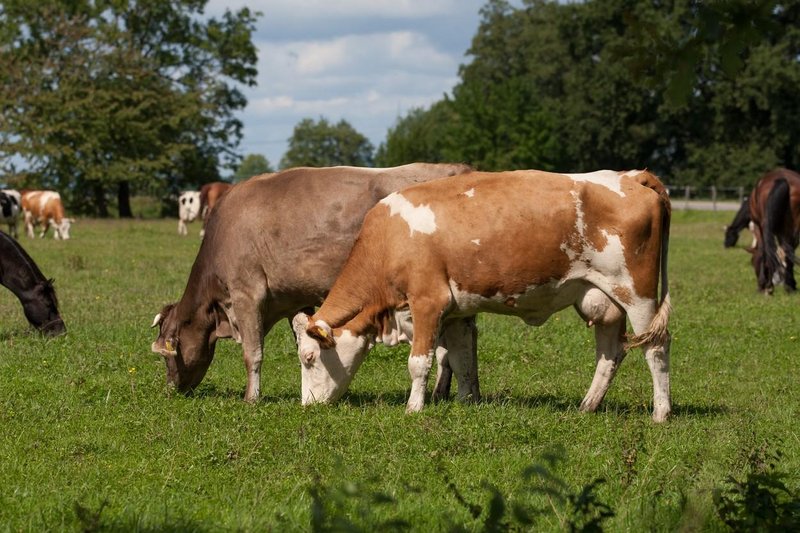 Ena od panog, ki proizvede veliko metana, je živinoreja.