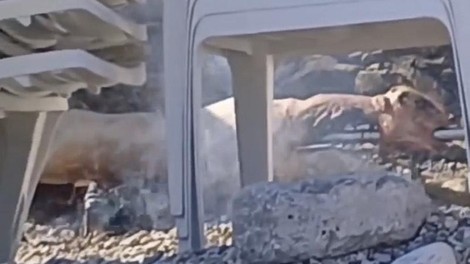 Kaj takega: sredi plaže postavil raženj in vsem na očeh pekel jagenjčka (VIDEO)