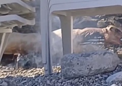 Kaj takega: sredi plaže postavil raženj in vsem na očeh pekel jagenjčka (VIDEO)