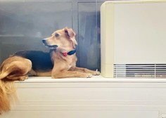Skrite nevarnosti: kdaj lahko klimatska naprava psu škoduje?