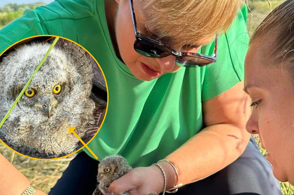 FOTO in VIDEO: Nataša Pirc Musar uživala v družbi puhastih sovjih mladičev: "Za znoreti luštno" (foto: Facebook/Nataša Pirc Musar/fotomontaža)