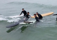 Ste že kdaj videli tjulnja, ki deska na valovih? (VIDEO)