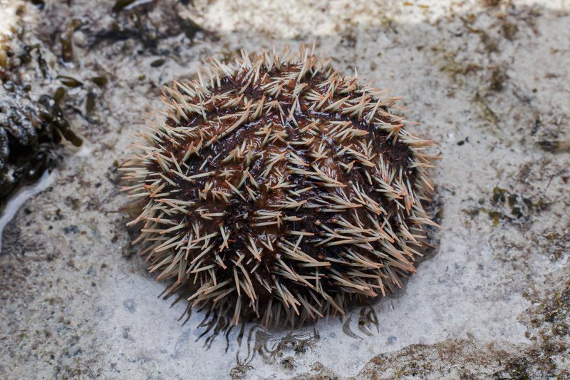 Morski ježki veljajo za strupena bitja.
