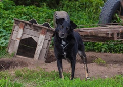 Se živalim obetajo lepši časi? Mnenja v DZ so deljena, nekateri sejo zapustili