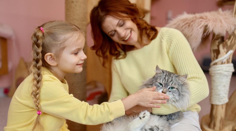 Zakaj posvojiti odraslo mačko? (Odkrijte številne prednosti) (foto: Profimedia)