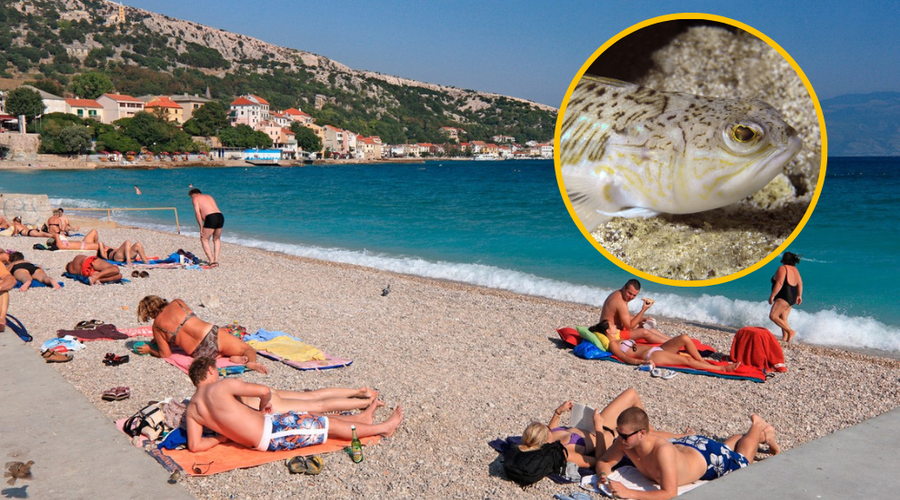 Nevarnosti, ki prežijo na plavalce: poznate najsmrtonosnejšo ribo na Jadranu? (FOTO) (foto: Profimedia/fotomontaža)