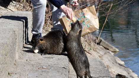 Znano je, kdaj bo stekel odlov nutrij na območju Ljubljanskega barja