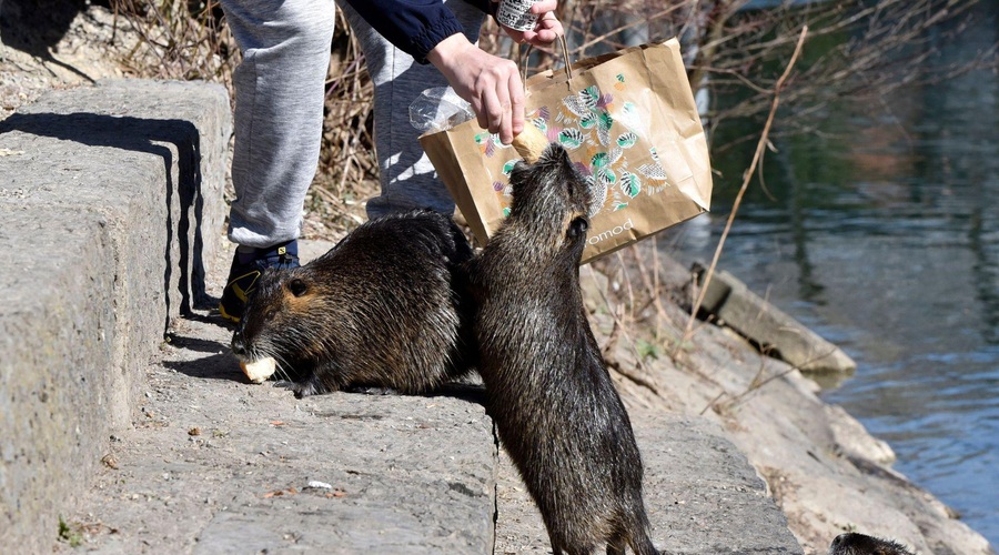Znano je, kdaj bo stekel odlov nutrij na območju Ljubljanskega barja (foto: Bobo)