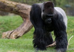 Gorile v živalskem vrtu popolnoma spremenile vedenje (razlog vas bo presenetil)