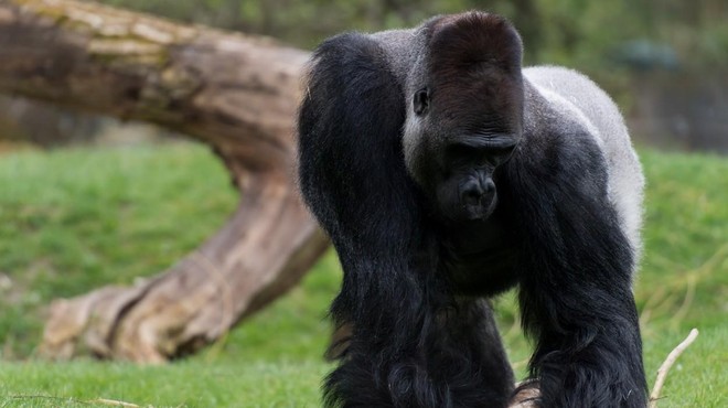 Gorile v živalskem vrtu popolnoma spremenile vedenje (razlog vas bo presenetil) (foto: Profimedia)