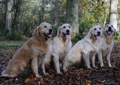 Srečanje zlatih prinašalcev uspelo, zbralo se jih je na stotine