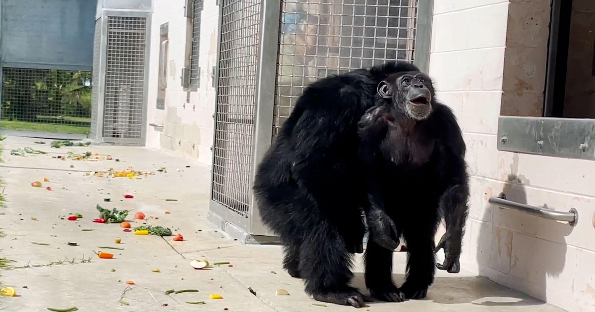 Ganljivo: izraz opice, ki po 28 letih v kletki prvič v življenju vidi ...