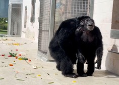 Ganljivo: izraz opice, ki po 28 letih v kletki prvič v življenju vidi modro nebo (VIDEO)