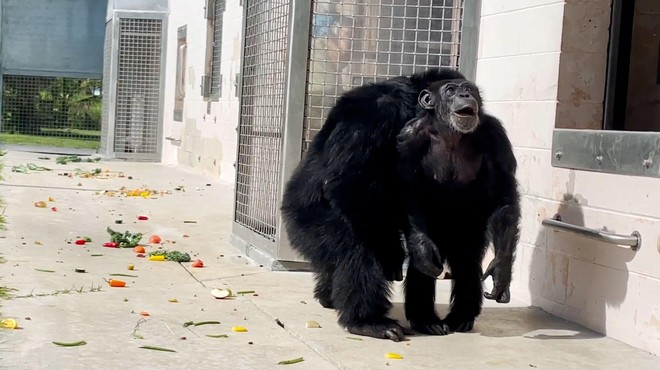 Ganljivo: izraz opice, ki po 28 letih v kletki prvič v življenju vidi modro nebo (VIDEO) (foto: Posnetek zaslona / Save the Chimps)