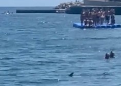Panika na plaži: plavalci bežali pred morskim psom (VIDEO)