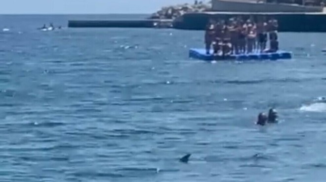 Panika na plaži: plavalci bežali pred morskim psom (VIDEO) (foto: Posnetek zaslona)
