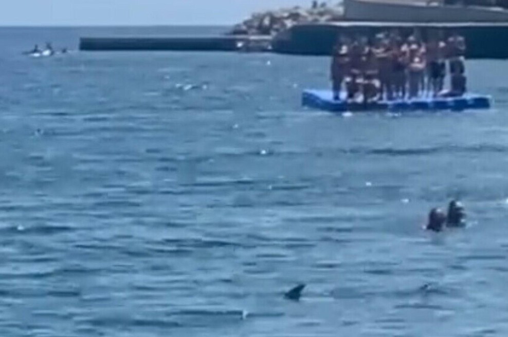 Panika na plaži: plavalci bežali pred morskim psom (VIDEO) (foto: Posnetek zaslona)