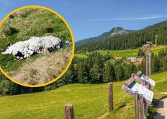 Na poti na Olševo pohodniki srečali dve poginuli ovci in eno umirajočo – kaj se dogaja?
