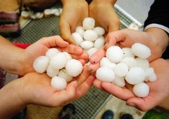 Vse, kar morate vedeti o toči in kako se zaščititi