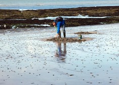 Bizaren fenomen: na plažo naplavilo na tisoče rib prav posebne oblike