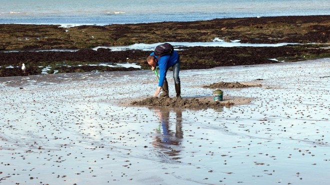 Bizaren fenomen: na plažo naplavilo na tisoče rib prav posebne oblike (foto: Profimedia)