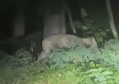 Velika zver še vedno tava po predmestju, poziv šolam in vrtcem, naj ne spuščajo otrok ven