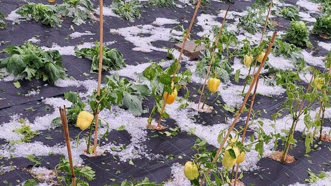 Razbesnelo se je nad severno Slovenijo, toča je uničevala pridelke, škoda je ogromna (foto: Neurje.si/Facebook)