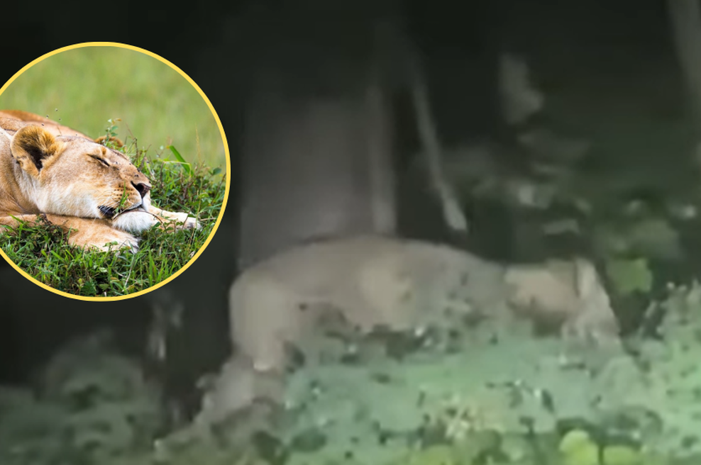 Kako so se lahko tako zmotili: oblasti zdaj pravijo, da na pohodu ni bila levinja, temveč ... (VIDEO) (foto: Profimedia/YouTube/Sun/posnetek zaslona/fotomontaža)