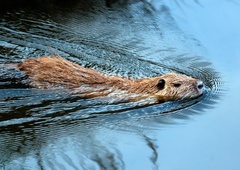 Živalovarstveniki vračajo udarec: bodo uspeli rešiti nutrije pred popolnim iztrebljanjem?