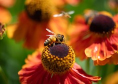 Veste, kako ravnati, če vas pičita osa ali čebela? (številni počnejo veliko napako)
