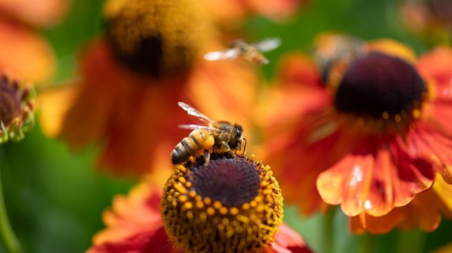 Veste, kako ravnati, če vas pičita osa ali čebela? (številni počnejo veliko napako) (foto: Profimedia)