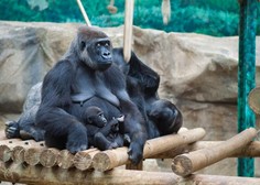 'Samec' gorile v živalskem vrtu zaposlenim pripravil veliko presenečenje (še vedno so v šoku)