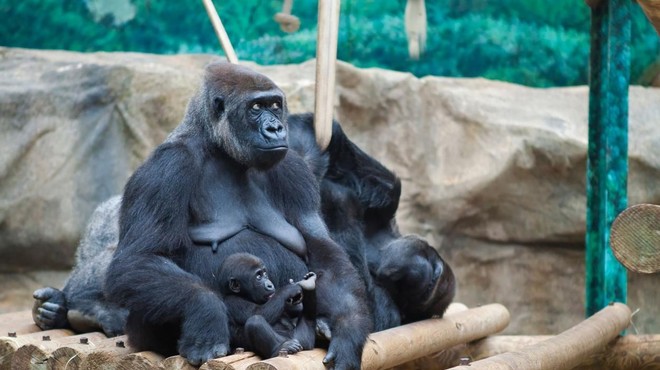 'Samec' gorile v živalskem vrtu zaposlenim pripravil veliko presenečenje (še vedno so v šoku) (foto: Profimedia)