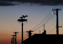 V Nemčiji so priča izjemnemu dogodku, ki gre v zgodovino živalskega sveta