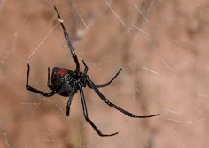 Raziskovalci slovenskega inštituta odkrili nove vrste pajkov!
