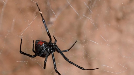 Raziskovalci slovenskega inštituta odkrili nove vrste pajkov!