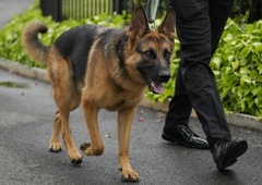 Nemški ovčar ameriškega predsednika spet dviguje prah: koga je tokrat napadel?