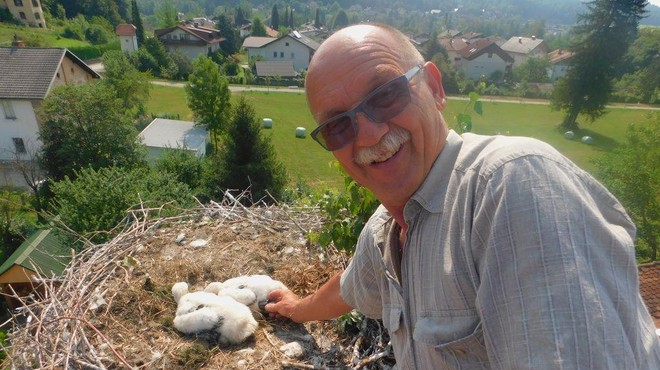 Gradbenik, ki obročka štorklje: letos obiskal 13 gnezd in nadel 23 obročkov (foto: Slavko Prezelj)