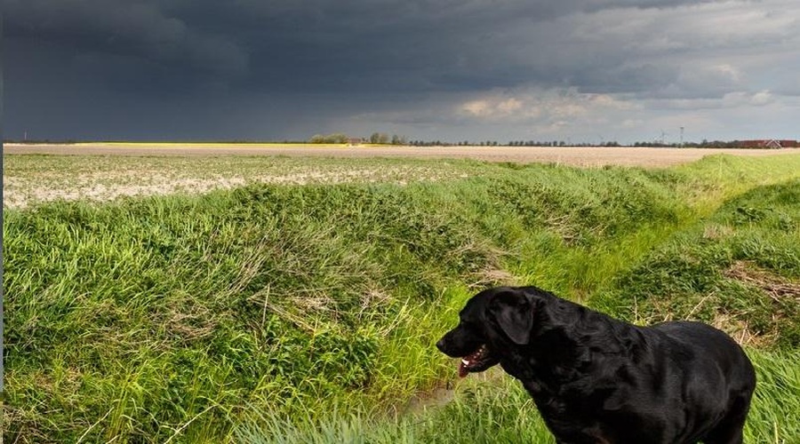 Kako pomagati psu, ki se boji grmenja? (foto: Profimedia)