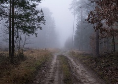 Družina odšla v gozd, a se ni nikoli vrnila (za svoje dejanje je drago plačala)