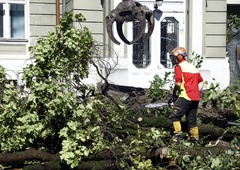Poglejte, kako je padlo kultno ljubljansko drevo (FOTO)