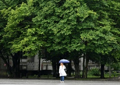 Ljubljančani spet na nogah: "Ne damo drevoreda s 50 zdravimi drevesi!"